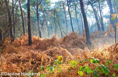 Boswandeling in het ochtend mist