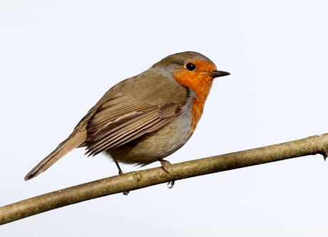 roodborst