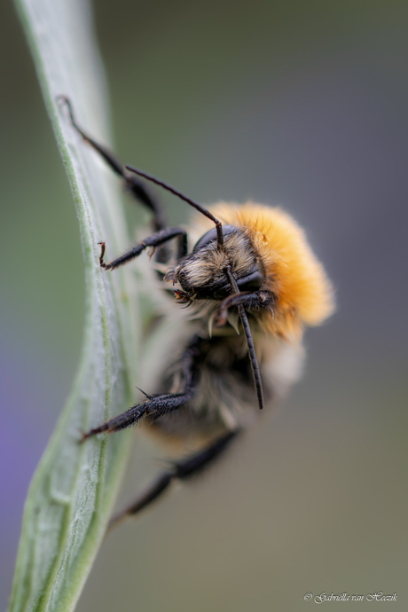 Poetsen, poetsen, poetsen..