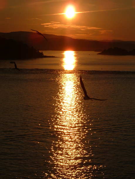 Meeuwen in het oslofjord