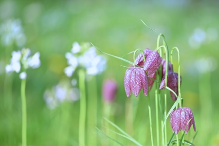 Springtime Colors - Wat een feestje ! - foto door Agnes-B op 28-04-2023 - deze foto bevat: nikon corporation, nikon z 6_2, nikkor z mc 105mm f/2.8 vr s, iso 100, diafragma ƒ/3, sluitertijd 1/400s, brandpuntafstand 105mm, bloem, plant, slangenkop, bloemblaadje, terrestrische plant, gras, natuurlijk landschap, grasland, wei, bloeiende plant