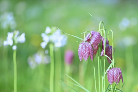 Springtime Colors