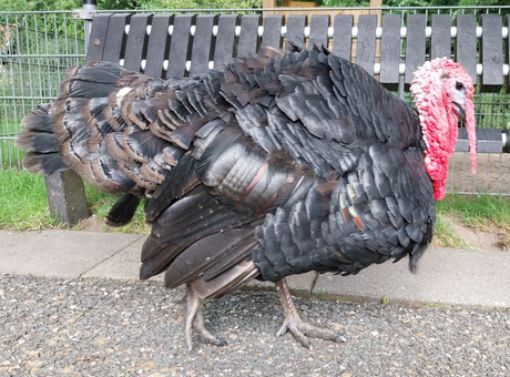 Kalkoen op kinderboerderij de Houtkamp. 
