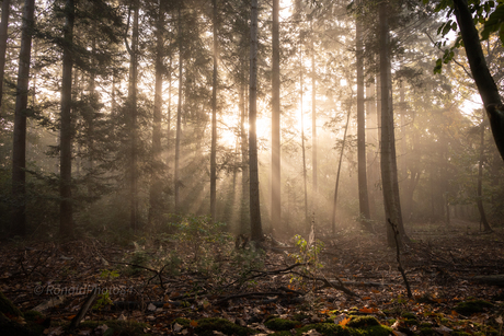 Zon door de bomen!