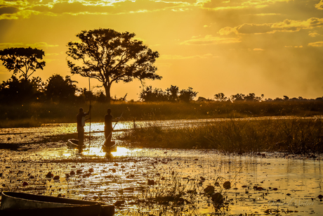 Traditionele Mokoro's in de Okavango Delta