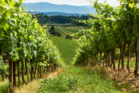 Italië2018 Toscane wijnvelden