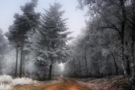 Winterlicht Dwingelderveld