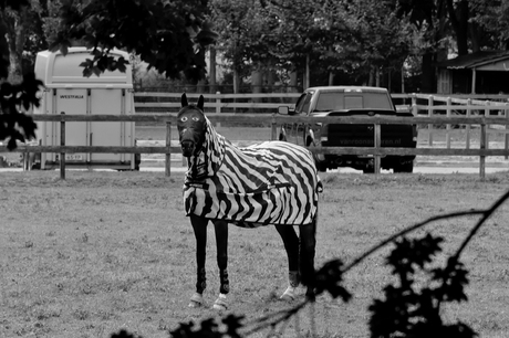 Zebrapaard