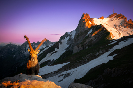 Steenbok in het Alpsteingebied