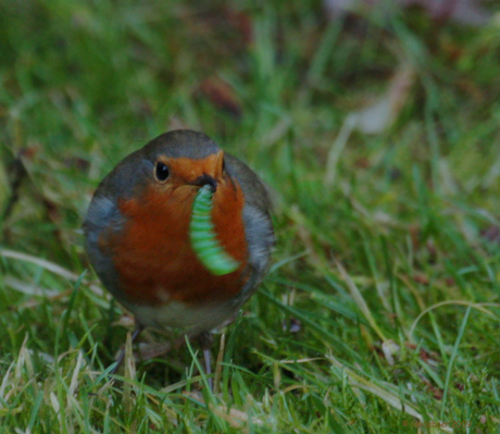 een vette groene rups----