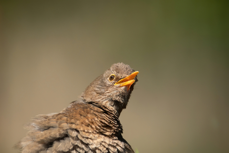 portret van een merel