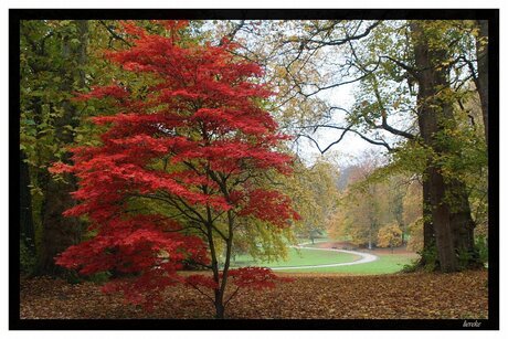 Acer Palmatum