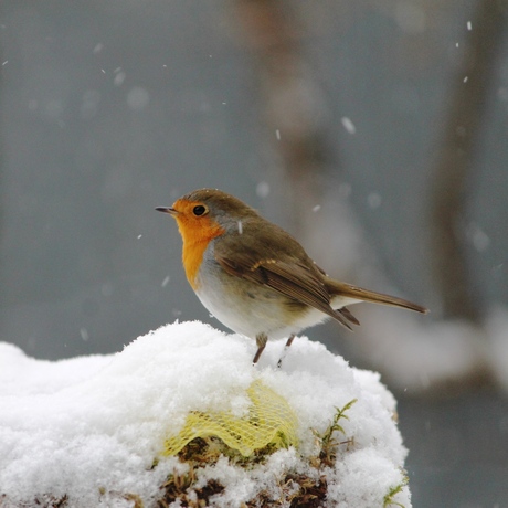 Roodborst