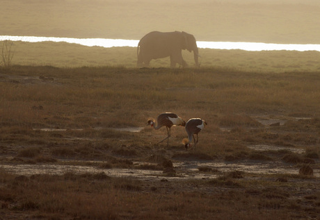 avond in Amboseli