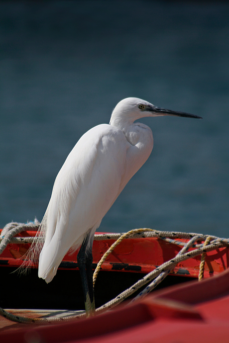 Waterbird