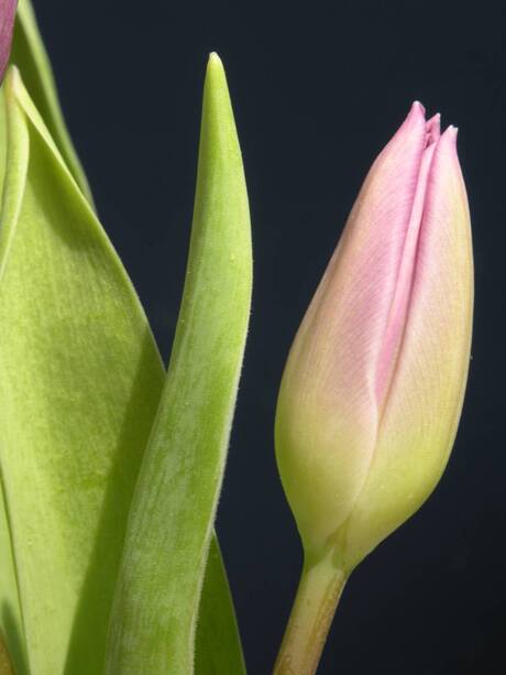 Tulp in knop