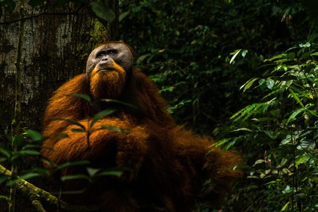 Noord Sumatra orang utan