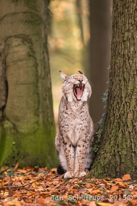 Lynx