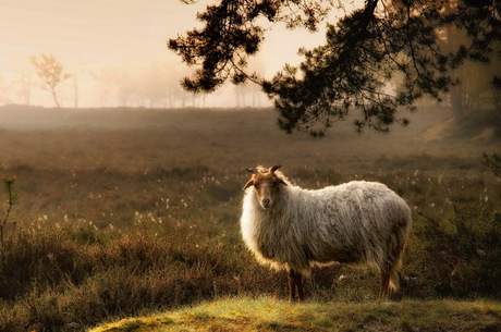 Drents schaap in de morgen