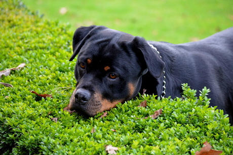 Rottie