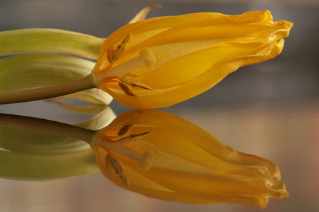 Uitgebloeide tulp