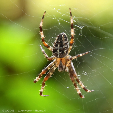 Spin in het web