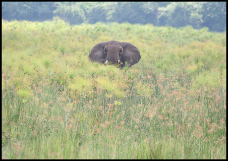 Loxodonta