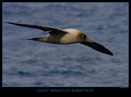 Albatross