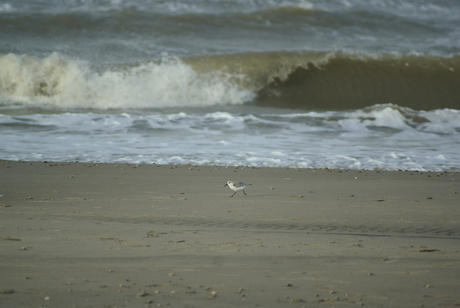 Zeilen op de wind boven de golven