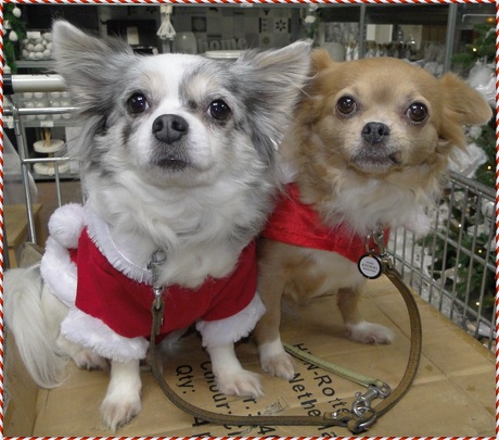 Mijn Chihuahua's Lisa & Vicky in kerststijl aangekleed.