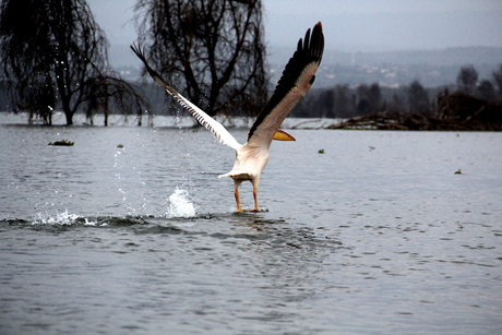 Lopen op het water