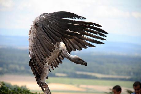 White backed vulture