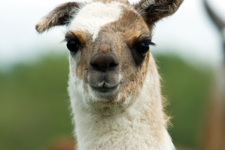 Lama