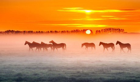 Horses in the mist.........