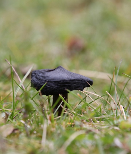 Zwart wordende Wasplaat (Hygrocybe Conica)