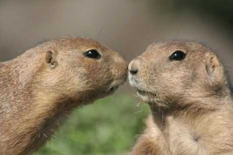 Als Liefde zo lang kan duren, dan moet het echte Liefde zijn.