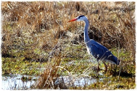 Ardea cinerea