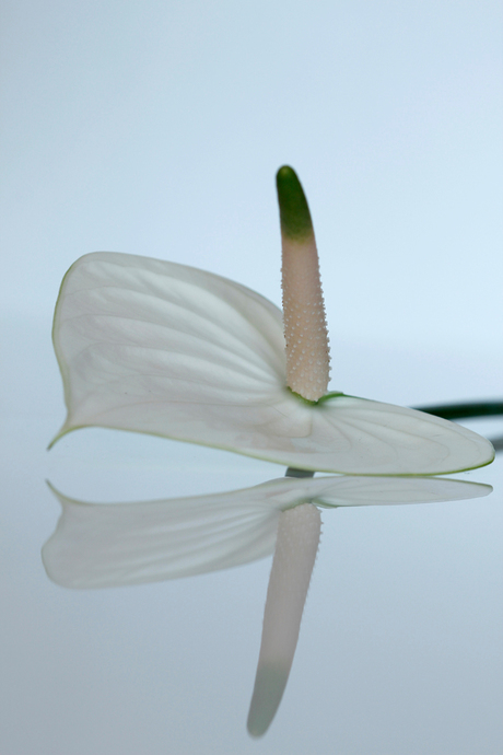 Anthurium op de witte plaat.