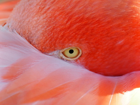 Flamingo