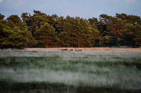 Geweidragers in het veld