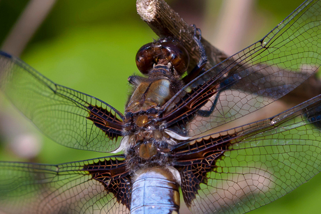 Platbuik libelle