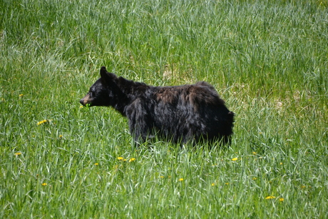 Zwarte beer in Yellowstone National Park