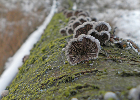 gezwam in Dwingelderveld