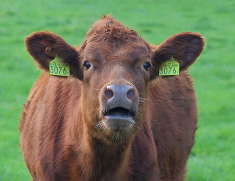 Babette fait la causette.