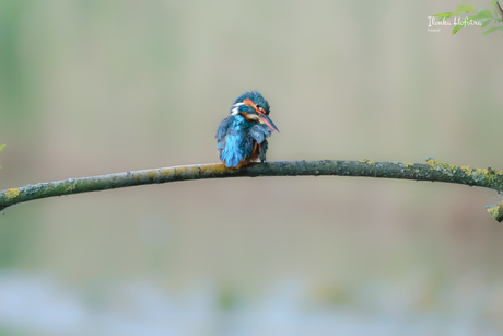 Ijsvogeltje