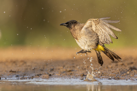 grauwe buulbuul (dark capped bulbul)
