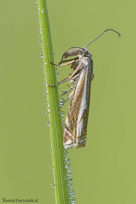 Vroege Grasmot