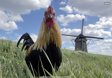 Kukeleku, wakker worden het is maandag, we moeten weer werken. 