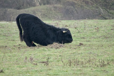 Even een stierenkuil maken