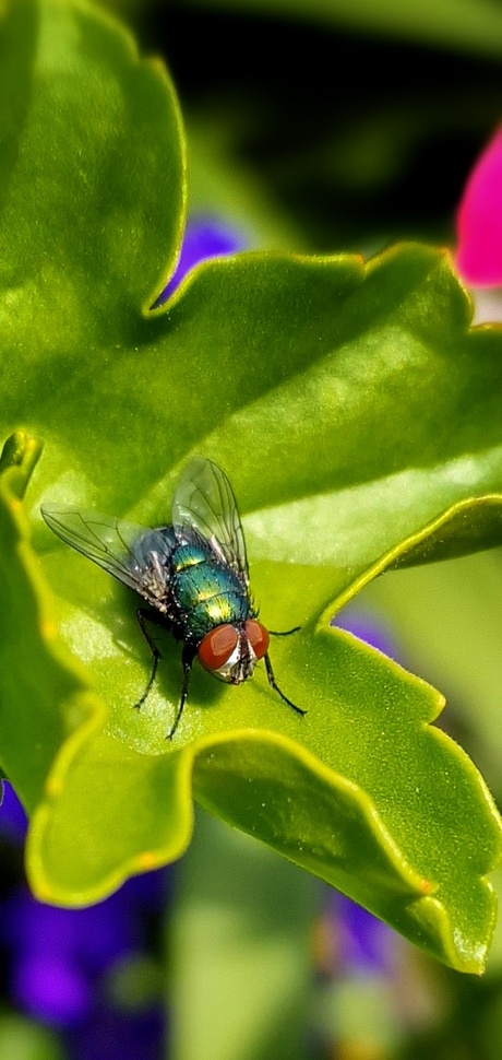 Keizervlieg op blad